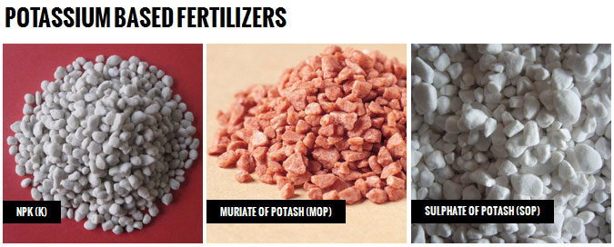 Potassium Based Fertilizers